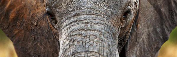 Elephant in Tarangire National Park