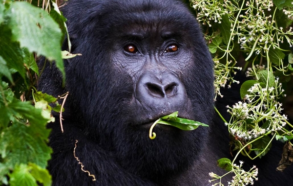 Mountain gorilla