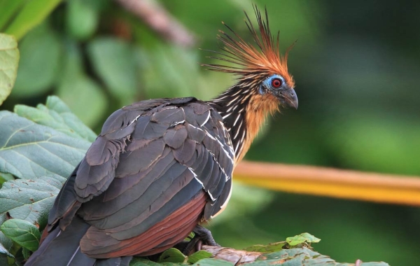 Hoatzin