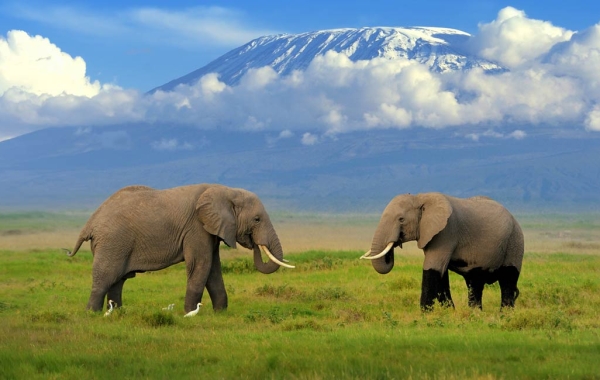 Elephants and Mount Kilimanjaro