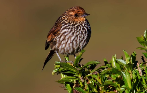 Many-striped Canastero