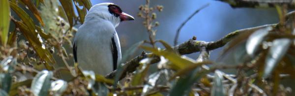 Masked Tityra