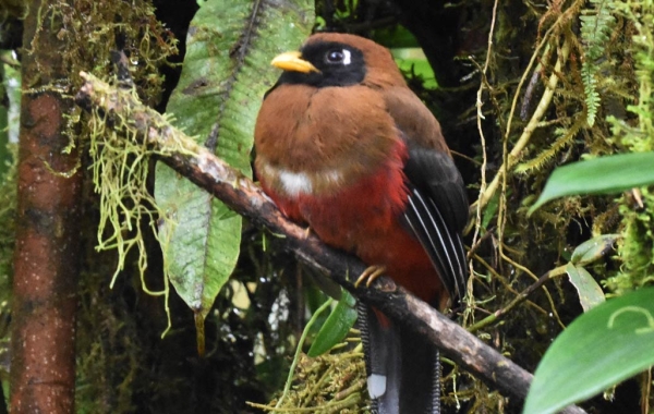 Masked Trogon