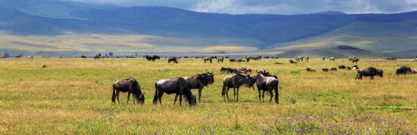 Ngorongoro Crater