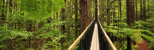 Redwoods Treewalk experience