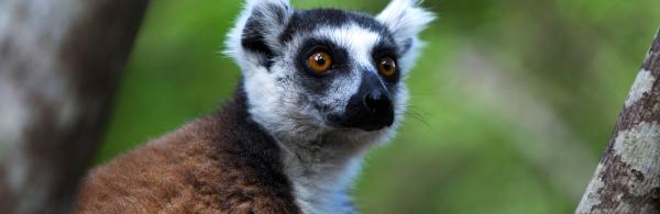 Ring-tailed Lemur