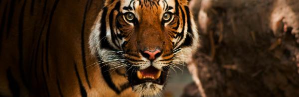 Bengal tiger