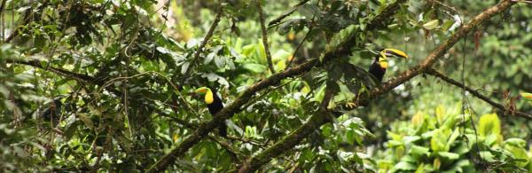 Keel-billed and Yellow-throated Toucans in the rainforest canopy