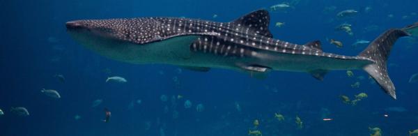 Whale shark