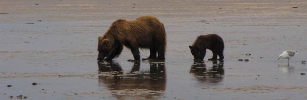 Brown bears