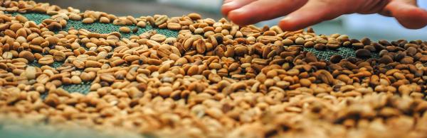 Dried coffee beans