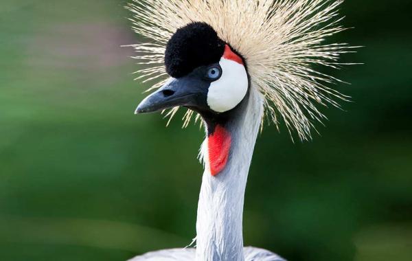 Gray Crowned-Crane