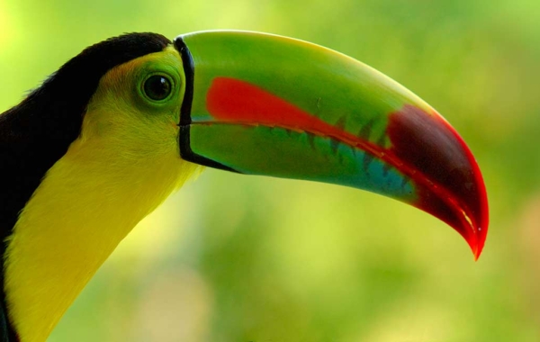 Keel-billed Toucan