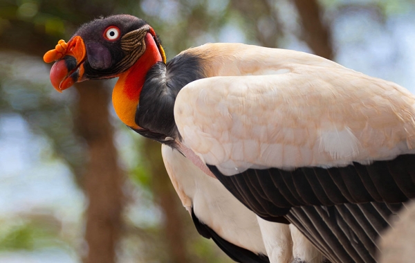King Vulture