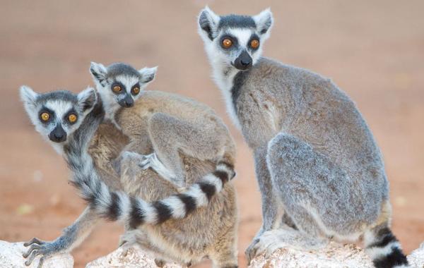 Ring-tailed lemurs