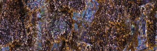 Mexico Monarchs