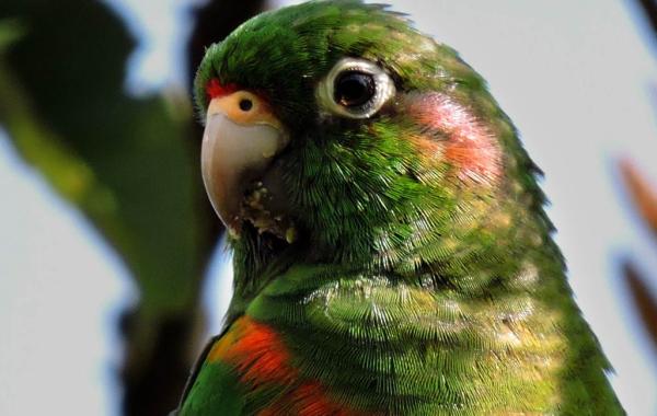 Santa Marta Parakeet