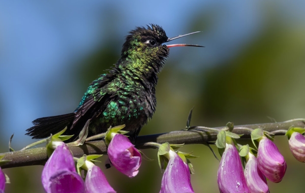 Fiery-throated Hummingbirds