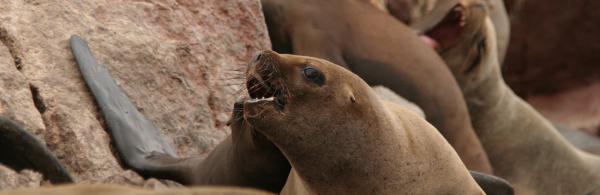 Sea lions