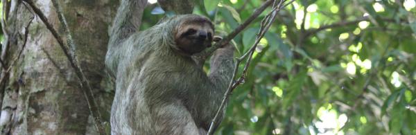 Three-toed Sloth