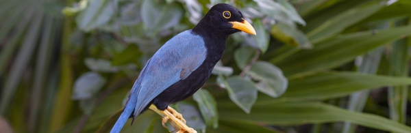 Yucatán Jay