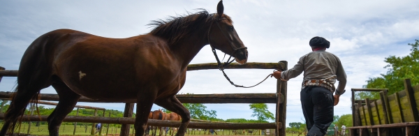 Gaucho leading horse in San Antonio de Areco