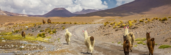 Alpacas in Atacama