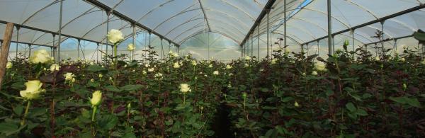 Rose farm in Ecuador
