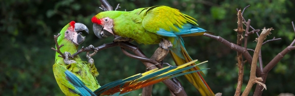 Great Green Macaws