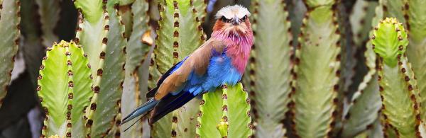 Lilac-breasted Roller