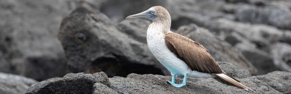 Blue-footed Booby