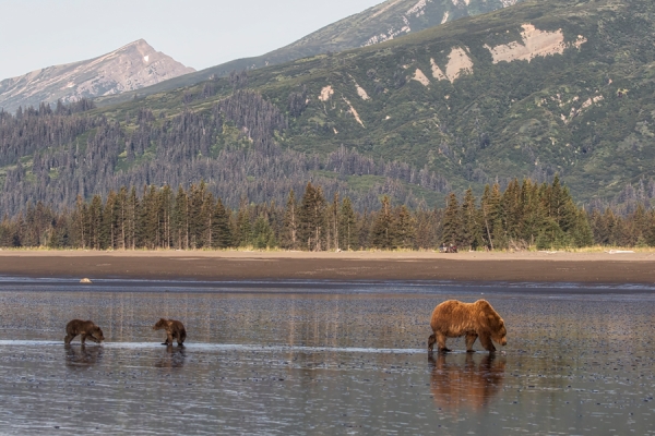 Brown bears in Alaska