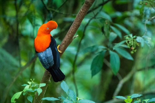 Andean Cock-of-the-rock perched on a branch