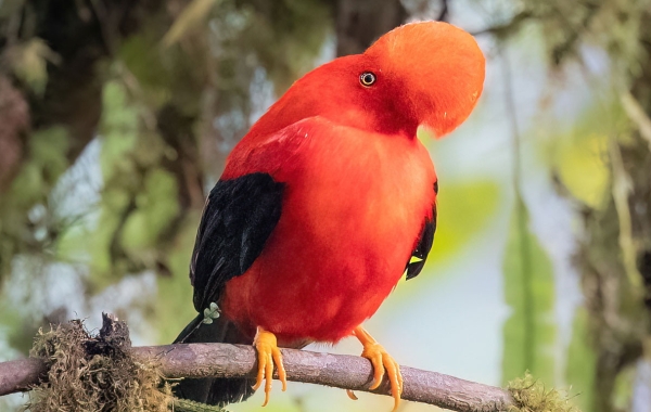 An Andean Cock-of-the-rock perches on a mossy branch