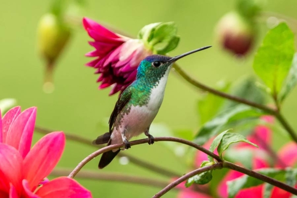 Andean Emerald perched near flowers