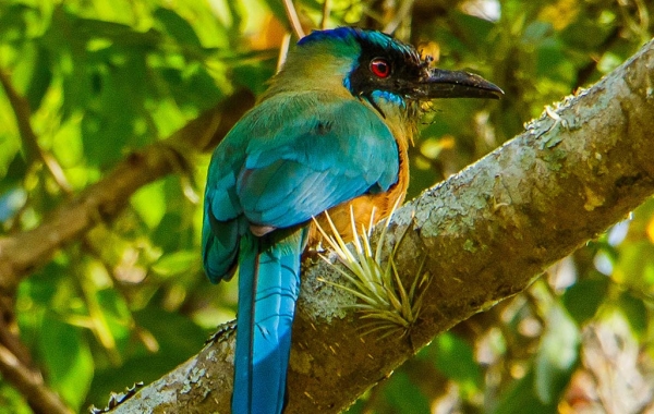An Andean Motmot perched on a branch.