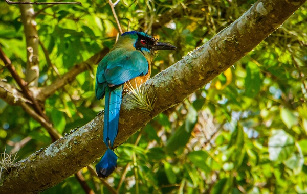 An Andean Motmot perched on a branch.