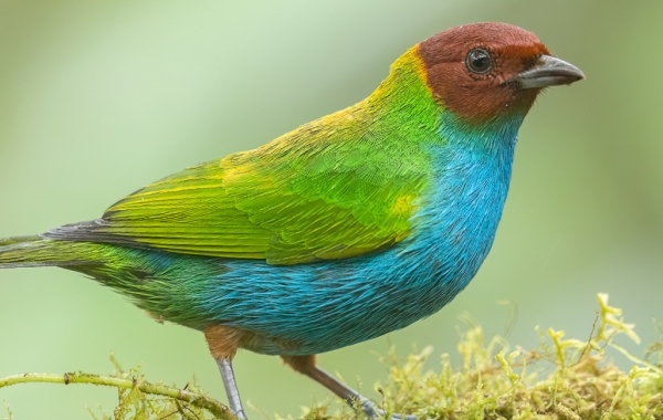 Bay-headed-Tanager perched on a branch in Costa Rica