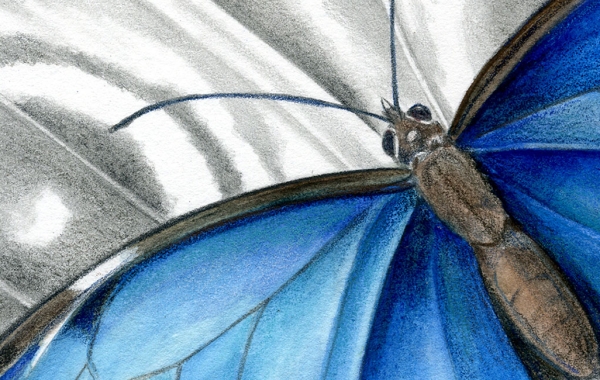 Illustration of a blue morpho butterfly against the backdrop of a close-up wing detail
