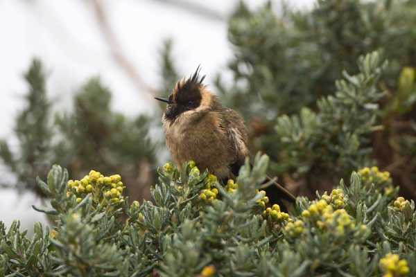Buffy Helmetcrest by Ian Segebarth