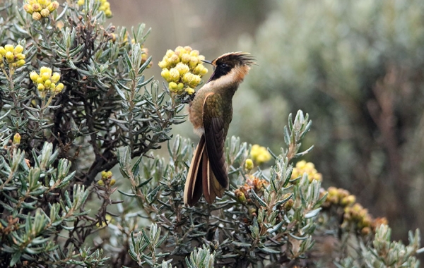 A Buffy Helmetcrest clings upright to a cluster of Monticalia sp. flowers