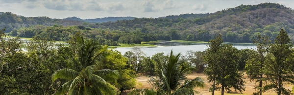 Landscape with palm trees and grass on the near bank of a wide river and tree-covered hills on the far bank
