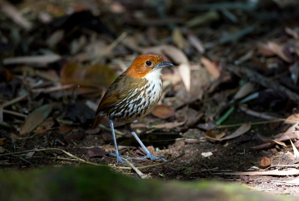 Chestnut-crowned Antpitta