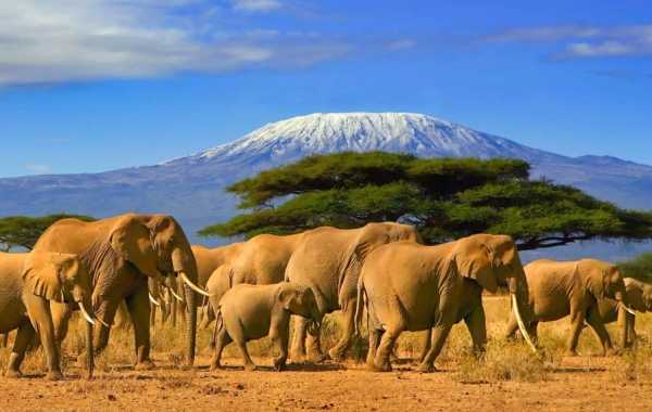 Elephant herd on the savanna with Mount Kilimanjaro in the background