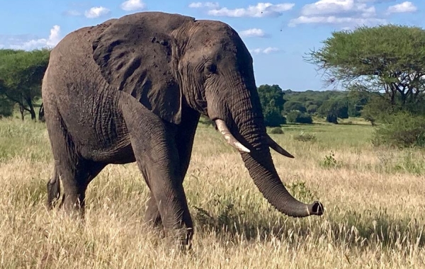 An adult elephant walking through grass with trees in background