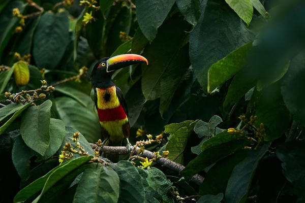 A Fiery-billed Aracari sits on a tree branch among large leaves