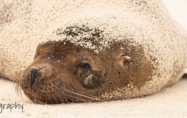 A Galápagos sea lion coated in sand rests on the beach