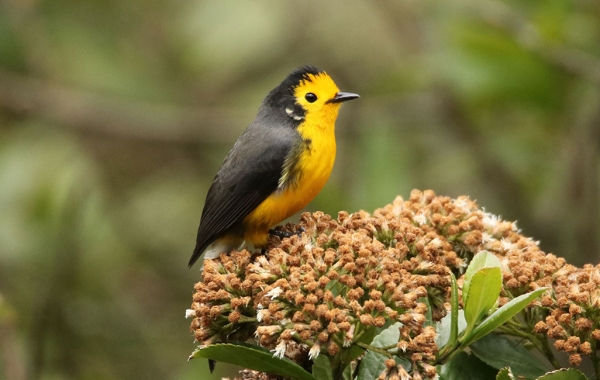 A Golden-fronted Redstart sits perched atop a cluster of flowers.