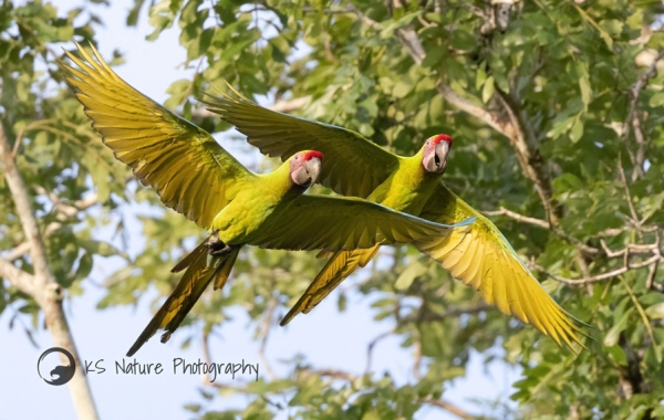 Two Great Green Macaws in flight