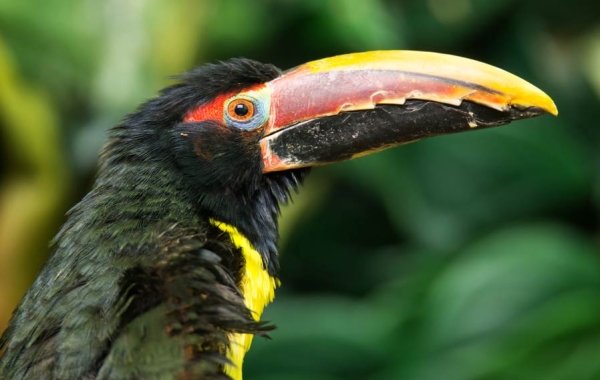 Side portrait of a Green Aracari, a type of toucan